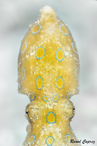 Golden Face by Raoul Caprez 